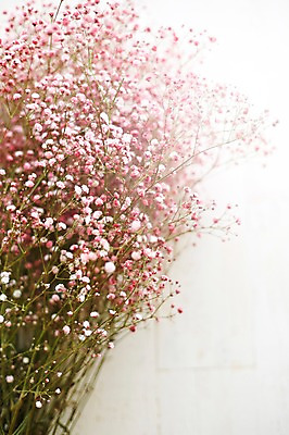 포토 JPG 스튜디오촬영 식물 꽃 백그라운드 실내 근접촬영 사람없음 안개꽃 뿌연 국내포토 뷰포인트 내부 한해살이풀 파일형식