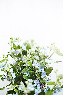 포토 JPG 스튜디오촬영 식물 꽃 백그라운드 잎 실내 근접촬영 사람없음 국내포토 뷰포인트 내부 파일형식