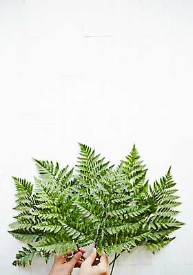 포토 JPG 스튜디오촬영 식물 손 백그라운드 잎 실내 사람 신체부위 노무라 국내포토 나뭇잎 내부 파일형식