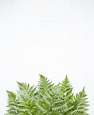 포토 JPG 스튜디오촬영 식물 백그라운드 잎 실내 사람없음 노무라 국내포토 나뭇잎 내부 파일형식