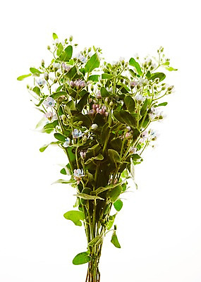 포토 JPG 스튜디오촬영 식물 꽃 꽃다발 백그라운드 잎 실내 사람없음 국내포토 내부 파일형식