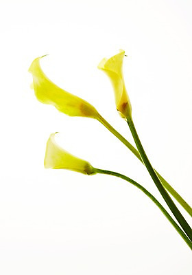 포토 JPG 스튜디오촬영 식물 꽃 백그라운드 실내 사람없음 카라 역광 국내포토 내부 파일형식