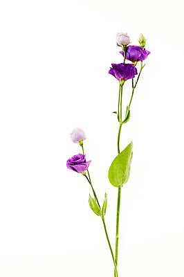 포토 JPG 스튜디오촬영 식물 꽃 백그라운드 잎 실내 사람없음 역광 리시안셔스 국내포토 내부 파일형식