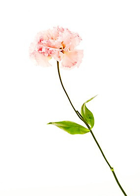 포토 JPG 스튜디오촬영 식물 꽃 백그라운드 잎 한송이 실내 사람없음 역광 리시안셔스 국내포토 1 내부 송이 파일형식