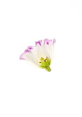 포토 JPG 스튜디오촬영 식물 꽃 백그라운드 실내 사람없음 역광 리시안셔스 국내포토 내부 파일형식