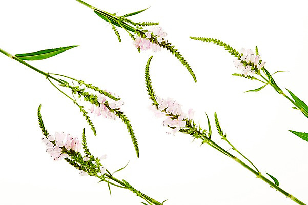 포토 JPG 스튜디오촬영 식물 꽃 백그라운드 잎 실내 사람없음 역광 국내포토 내부 파일형식