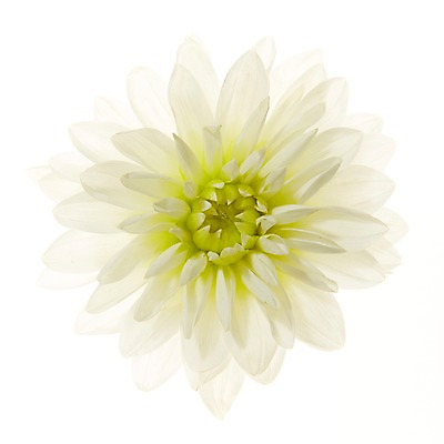 포토 JPG 스튜디오촬영 식물 꽃 배경화면 백그라운드 국화 실내 근접촬영 사람없음 역광 국내포토 뷰포인트 내부 파일형식