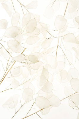 포토 JPG 스튜디오촬영 식물 꽃 백그라운드 실내 사람없음 역광 국내포토 내부 파일형식