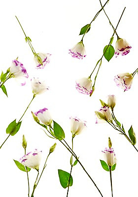 포토 JPG 스튜디오촬영 식물 꽃 백그라운드 잎 실내 사람없음 역광 리시안셔스 국내포토 내부 파일형식