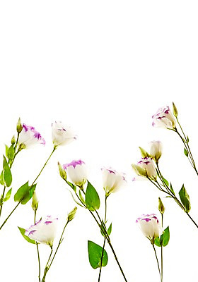 포토 JPG 스튜디오촬영 식물 꽃 백그라운드 잎 실내 사람없음 역광 리시안셔스 국내포토 내부 파일형식