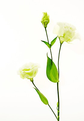 포토 JPG 스튜디오촬영 식물 꽃 백그라운드 잎 실내 사람없음 역광 리시안셔스 국내포토 내부 파일형식