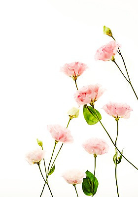 포토 JPG 스튜디오촬영 식물 꽃 백그라운드 잎 실내 사람없음 역광 리시안셔스 국내포토 내부 파일형식