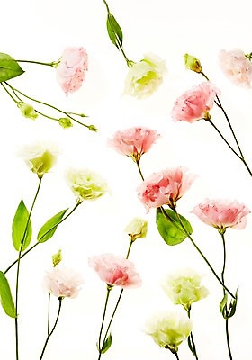 포토 JPG 스튜디오촬영 식물 꽃 백그라운드 잎 실내 사람없음 역광 리시안셔스 국내포토 내부 파일형식