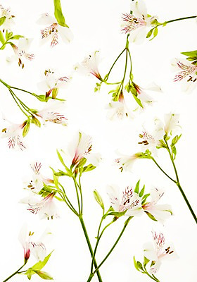 포토 JPG 스튜디오촬영 식물 꽃 백그라운드 잎 실내 사람없음 역광 알스트로에메리아 국내포토 내부 파일형식