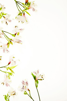 포토 JPG 스튜디오촬영 식물 꽃 배경화면 백그라운드 잎 실내 사람없음 역광 알스트로에메리아 국내포토 내부 파일형식