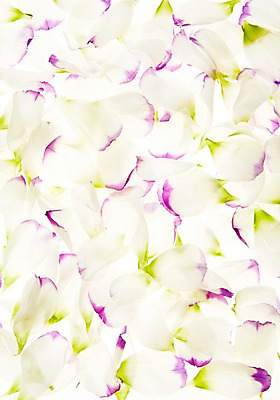 포토 JPG 스튜디오촬영 식물 꽃 배경화면 백그라운드 잎 실내 사람없음 역광 알스트로에메리아 국내포토 내부 파일형식