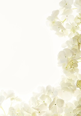 포토 JPG 스튜디오촬영 식물 꽃 백그라운드 실내 사람없음 역광 리시안셔스 국내포토 내부 파일형식