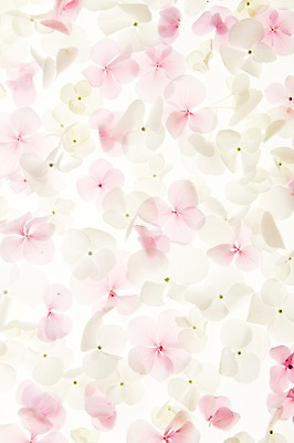 포토 JPG 스튜디오촬영 식물 꽃 백그라운드 잎 실내 사람없음 역광 수국 국내포토 내부 파일형식