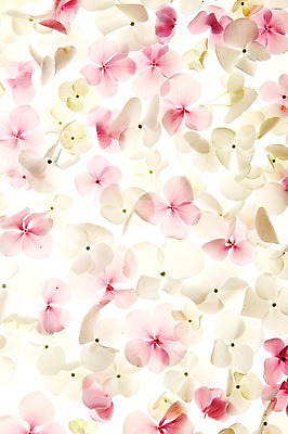 포토 JPG 스튜디오촬영 식물 꽃 백그라운드 잎 실내 사람없음 역광 수국 국내포토 내부 파일형식