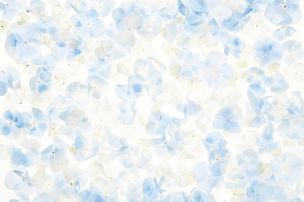 포토 JPG 스튜디오촬영 식물 꽃 배경화면 백그라운드 잎 실내 사람없음 역광 수국 국내포토 내부 파일형식