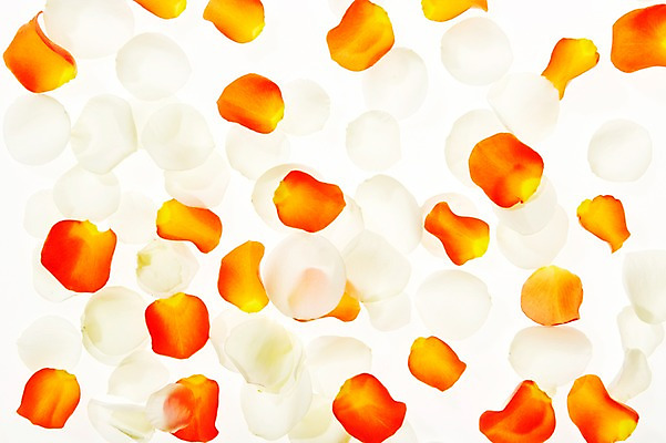 포토 JPG 스튜디오촬영 식물 꽃잎 꽃 백그라운드 실내 사람없음 역광 낙화 국내포토 내부 파일형식