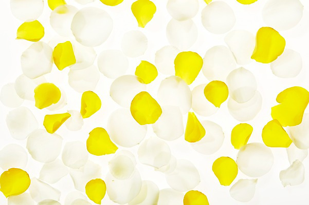 포토 JPG 스튜디오촬영 식물 꽃잎 꽃 백그라운드 실내 사람없음 역광 낙화 국내포토 내부 파일형식