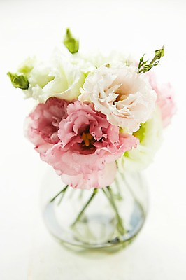 포토 JPG 스튜디오촬영 식물 꽃 배경화면 백그라운드 실내 근접촬영 사람없음 꽃병 리시안셔스 국내포토 뷰포인트 내부 파일형식