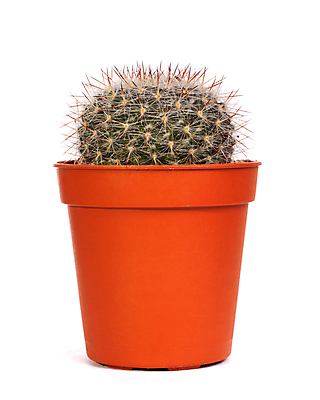 포토 JPG 해외이미지 식물 꽃 줄기 백그라운드 잎 꽃무늬 자연 선인장 주택 건강 사람없음 장식 초록색 빛 갈색 흙 성장 흰색 가시 냄비 날카로움 고립 알로에 해외202004 해외포토 컬러 무늬 건물 솥 생태계 파일형식 이미지허브