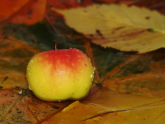 포토 JPG 해외이미지 식물 계절 백그라운드 단풍 잎 오렌지 자연 추상 기술 사람없음 빨간색 물 갈색 노란색 환경 활발 젖음 가을 화려 황금 사과 9월 11월 수집 질감 장면 10월 해외202004 해외포토 자연요소 컬러 컨셉 무늬 과일 날짜 생태계 파일형식 이미지허브