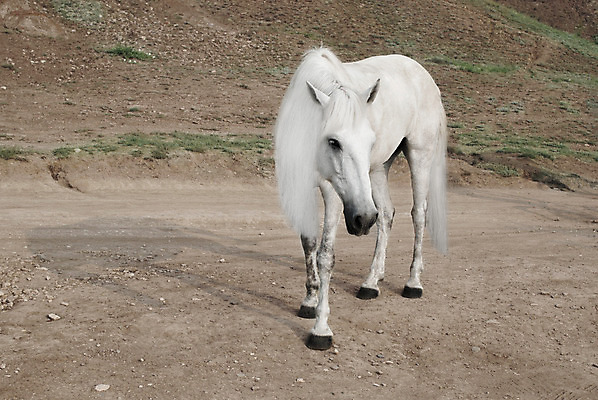포토 JPG 해외이미지 동물 1 계절 백그라운드 포유류 모션 자연 사람없음 반려동물 달리기 햇빛 농장 머리 힘 회색 에너지 자유 흰색 우아함 꼬리 갈기 단아함 해외202004 해외포토 컬러 컨셉 농업 신체부위 태양 생태계 파일형식 이미지허브