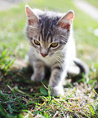 포토 JPG 해외이미지 동물 1 공원 장난 포유류 자연 털 잔디 사람없음 야외 초록색 반려동물 정원 고양이 회색 작음 해외202004 해외포토 식물 공공시설 컬러 크기 생태계 파일형식 이미지허브