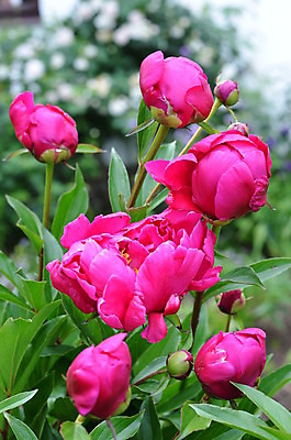 포토 JPG 해외이미지 식물 꽃 분홍색 사람없음 초록색 정원 개화 묘사 원예 작약 해외202004 해외포토 컬러 취미 파일형식 이미지허브