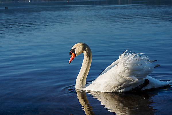 포토 JPG 해외이미지 동물 구름 커플 유럽 아시아 호수 야생동물 여행 자연 조류 하늘 아침 휴가 산 파노라마 사랑 동양인 풍경 사람없음 야외 물 여름 파란색 반사 평화 마을 환경 골짜기 일본 맑음 침묵 새벽 흰색 시골 도쿄 심볼 화산 백조 장면 5 동쪽 후지산 천연기념물 단아함 랜드마크 해외202004 해외포토 주간 자연요소 계절 감정 나라 컬러 컨셉 관계 날씨 촬영기법 인종 숫자 소리 세계문화유산 방향 생태계 파일형식 이미지허브