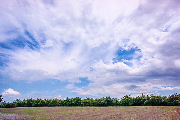 포토 JPG 해외이미지 나무 식물 구름 지구 백그라운드 잎 밭 자연 벽지 하늘 산 풍경 사람없음 야외 초록색 여름 노란색 정원 맑음 신선 작음 해외202004 해외포토 자연요소 계절 컬러 농업 날씨 크기 생태계 파일형식 이미지허브