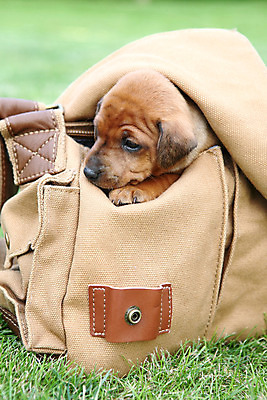 포토 JPG 해외이미지 동물 응시 여자 남자 포유류 가족 자연 친절 실내 사람없음 빨간색 초록색 반려동물 갈색 검은색 봄 활발 미니어처 관찰 개 강아지 작음 만족 노려봄 송곳니 기르기 미니 유래 해외202004 해외포토 시선 계절 감정 컬러 컨셉 관계 모션 표정 사람 내부 모형 치아 크기 생태계 돌봄 파일형식 이미지허브