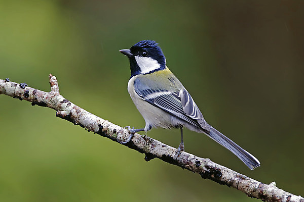 포토 JPG 해외이미지 나무 동물 여자 남자 아시아 얼굴 야생동물 백그라운드 날개 자연 조류 사람없음 야외 목재 가로 초록색 컬러풀 머리 환경 나뭇가지 막대기 닫기 숲 깃털 꼬리 부리 서식지 생태학 이국적 해외202004 해외포토 식물 교육 나라 컬러 재료 모션 사람 신체부위 생태계 파일형식 이미지허브