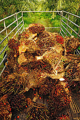 포토 JPG 해외이미지 나무 산업 음식 백그라운드 잎 농업 채소 오렌지 과일 자연 하늘 손바닥 요리 씨앗 사람없음 빨간색 초록색 농장 견과류 신선 날것 해외202004 해외포토 식물 손 컬러 생태계 파일형식 이미지허브