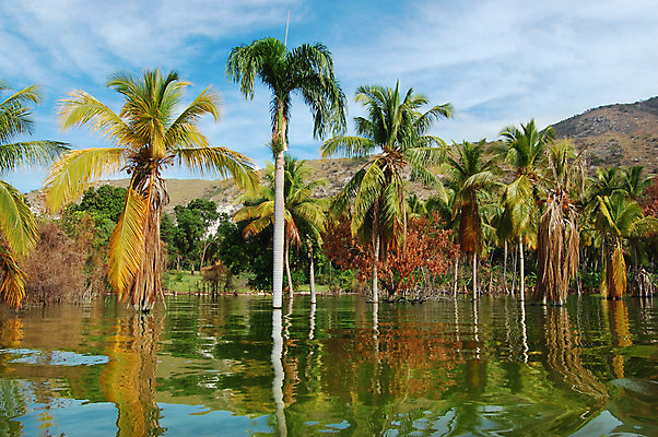 포토 JPG 해외이미지 나무 식물 구름 모래 파도 바다 섬 여행 백그라운드 잎 자연 하늘 휴가 휴식 손바닥 풍경 사람없음 야외 초록색 물 여름 파란색 햇빛 맑음 침묵 만 뜨거움 휴양지 코코넛 대서양 석호 파라다이스 해외202004 해외포토 자연요소 손 계절 컬러 컨셉 과일 날씨 태양 소리 장소 생태계 파일형식 이미지허브