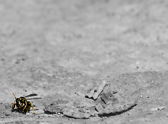 포토 JPG 해외이미지 계절 곤충 자연 사람없음 환경 봄 시골 말벌 먹이 공격 지중해 묘사 싸움 개미 몰타섬 생태학 식민지 해외202004 해외포토 동물 교육 바다 섬 모션 벌_곤충 생태계 몰타 파일형식 이미지허브