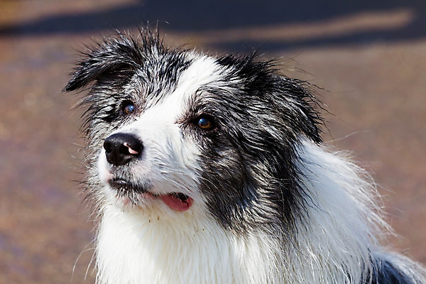 포토 JPG 해외이미지 동물 응시 백그라운드 포유류 털 사람없음 반려동물 갈색 흰색 개 보더콜리 송곳니 고립 해외202004 해외포토 시선 컬러 치아 콜리 파일형식 이미지허브