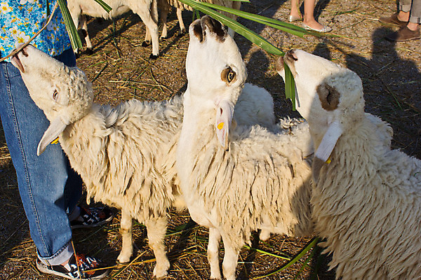 포토 JPG 해외이미지 동물 얼굴 음식 밭 농업 비즈니스 포유류 가족 자연 털 풍경 사람없음 야외 초록색 여름 농장 농경지 머리 환경 가축 봄 목장 흰색 시골 양 그룹 군중 방목 땅 먹기 유기농 장면 양고기 내추럴 양모 밭일 수유 찰과상 해외202004 해외포토 웰빙 계절 산업 컬러 관계 모션 육류 사람 신체부위 직물 축산업 상처 생태계 파일형식 이미지허브