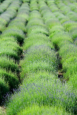 포토 JPG 해외이미지 식물 꽃 문화 꽃무늬 농업 자연 풍경 사람없음 야외 장식 세로 초록색 농작물 농장 정원 봄 성장 시골 땅 다발 허브 장면 라벤더 라일락 줄서기 세련 해외202004 해외포토 계절 산업 컬러 무늬 모션 생태계 파일형식 이미지허브