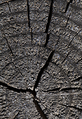 포토 JPG 해외이미지 나무 식물 백그라운드 패턴 자연 벽지 표면 날씨 추상 건조 사람없음 목재 세로 갈색 어둠 줄무늬 반지 소나무 원형 거친 균열 플랫 낟알 자르기 질감 통나무 잡동사니 다리찢기 내추럴 그런지 수목 옛날 노화 해외202004 해외포토 도형 컬러 컨셉 무늬 재료 장신구 모션 생태계 파일형식 이미지허브