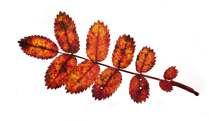 포토 JPG 해외이미지 식물 계절 백그라운드 잎 꽃무늬 자연 건강 사람없음 빨간색 약 장미 갈색 가을 흰색 나뭇가지 개 차 자르기 허브 향신료 묘사 매움 아로마 향 레시피 성분 내추럴 고립 막자 해외202004 해외포토 나무 꽃 음료 컬러 무늬 포유류 의학 모션 맛 생태계 향미료 파일형식 이미지허브