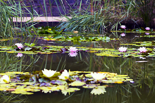 포토 JPG 해외이미지 식물 전통 디자인 공원 꽃잎 꽃 아시아 호수 분홍색 백그라운드 컨셉 잎 꽃무늬 불교 자연 벽지 휴식 연꽃 동양인 풍경 사람없음 초록색 물 여름 환경 정원 벚꽃 연못 신선 개화 닫기 맛 당구 심볼 순수 아로마 내추럴 스타일 정확 해외202004 해외포토 자연요소 계절 공공시설 나라 종교 컬러 무늬 모션 인종 구기 생태계 파일형식 이미지허브