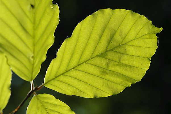 포토 JPG 해외이미지 나무 백그라운드 잎 그림자 사람없음 초록색 여름 빛 태양 묘사 해외202004 해외포토 자연요소 식물 계절 컬러 파일형식 이미지허브