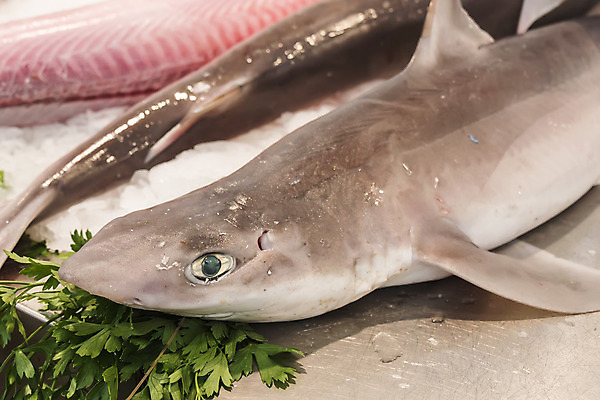 포토 JPG 해외이미지 동물 음식 바다 조각 다이어트 자연 낚시 파슬리 건강 어류 스테이크 요리 사람없음 파란색 수중 신선 잡기 시장 치아 그릴 수프 상품 수증기 먹기 해산물 묘사 매움 생물학 날것 영양 육식동물 상어 성분 내추럴 민물 식품점 오메가 해외202004 해외포토 교육 컬러 채소 모션 주방용품 레저 서양음식 상점 수중동물 소화기관 맛 생태계 파일형식 이미지허브