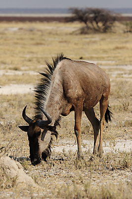 포토 JPG 해외이미지 동물 야생동물 포유류 아프리카 자연 건조 뿔 서기 사람없음 갈색 회색 방목 사파리 영양 나미비아 스텝 해외202004 해외포토 나라 컬러 모션 축산업 생태계 남아프리카 파일형식 이미지허브