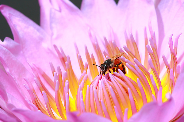 포토 JPG 해외이미지 식물 동물 1 꽃잎 꽃 분홍색 백그라운드 잎 관계 사람없음 야외 물 노란색 벚꽃 신선 우아함 먹기 싱글 해외202004 해외포토 자연요소 컬러 컨셉 모션 파일형식 이미지허브