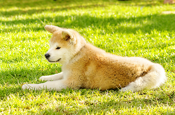 포토 JPG 해외이미지 동물 응시 공원 행복 장난 포유류 털 건강 서기 경비 앉기 잔디 사람없음 야외 빨간색 반려동물 농장 믿음 일본 힘 활발 코트 흰색 표현 용기 개 강아지 작음 크림 꼬리 사냥 솜털 송곳니 추적 거짓말 경보 기르기 동반자 복종 사무라이 신앙심 아기사슴 유래 지능 충실 힘찬 해외202004 해외포토 식물 그릇 시선 공공시설 감정 아시아 새끼 컬러 컨셉 농업 모션 사슴 안전 외투 치아 보호 크기 돌봄 파일형식 이미지허브